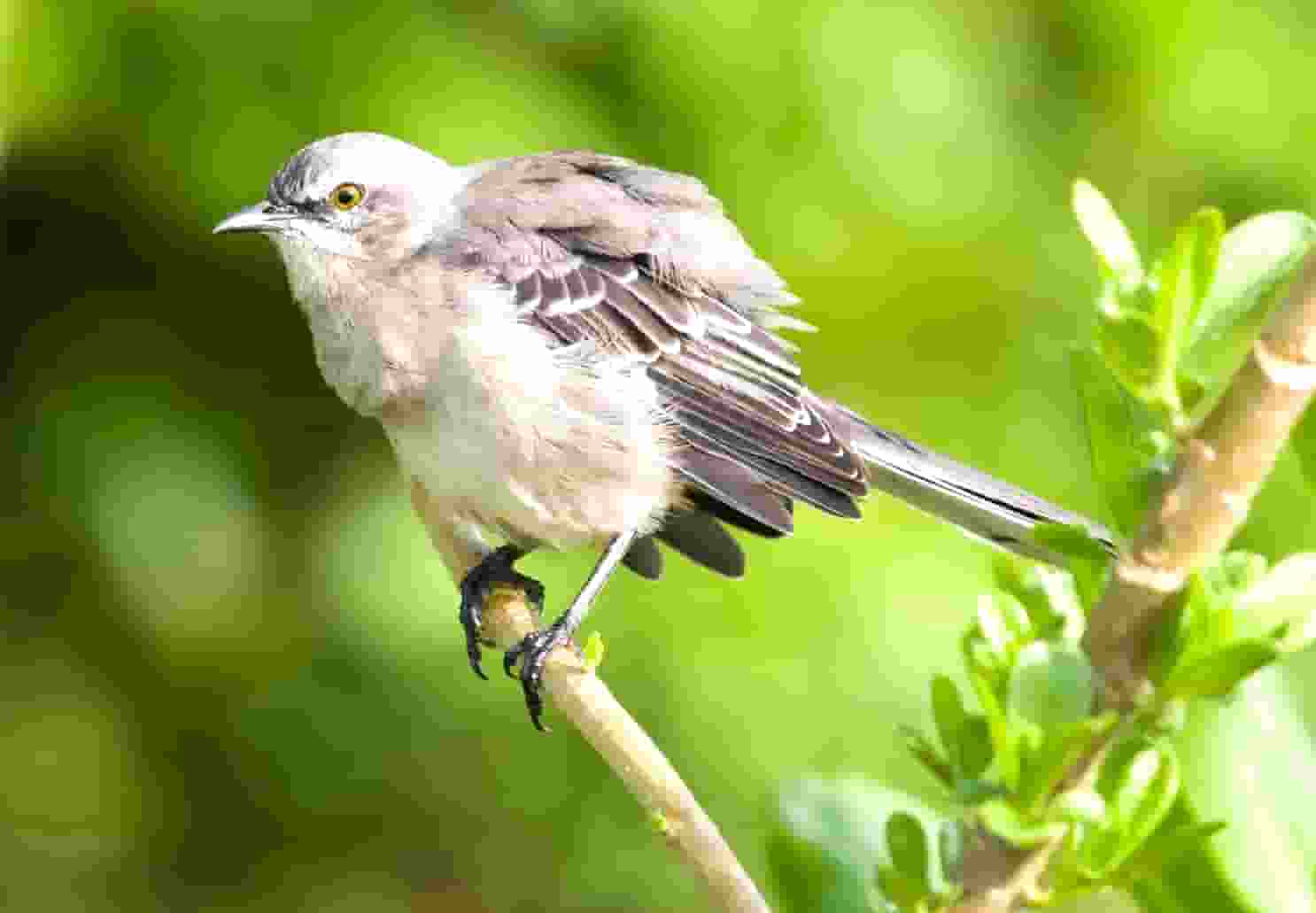 欧洲杯中国观众